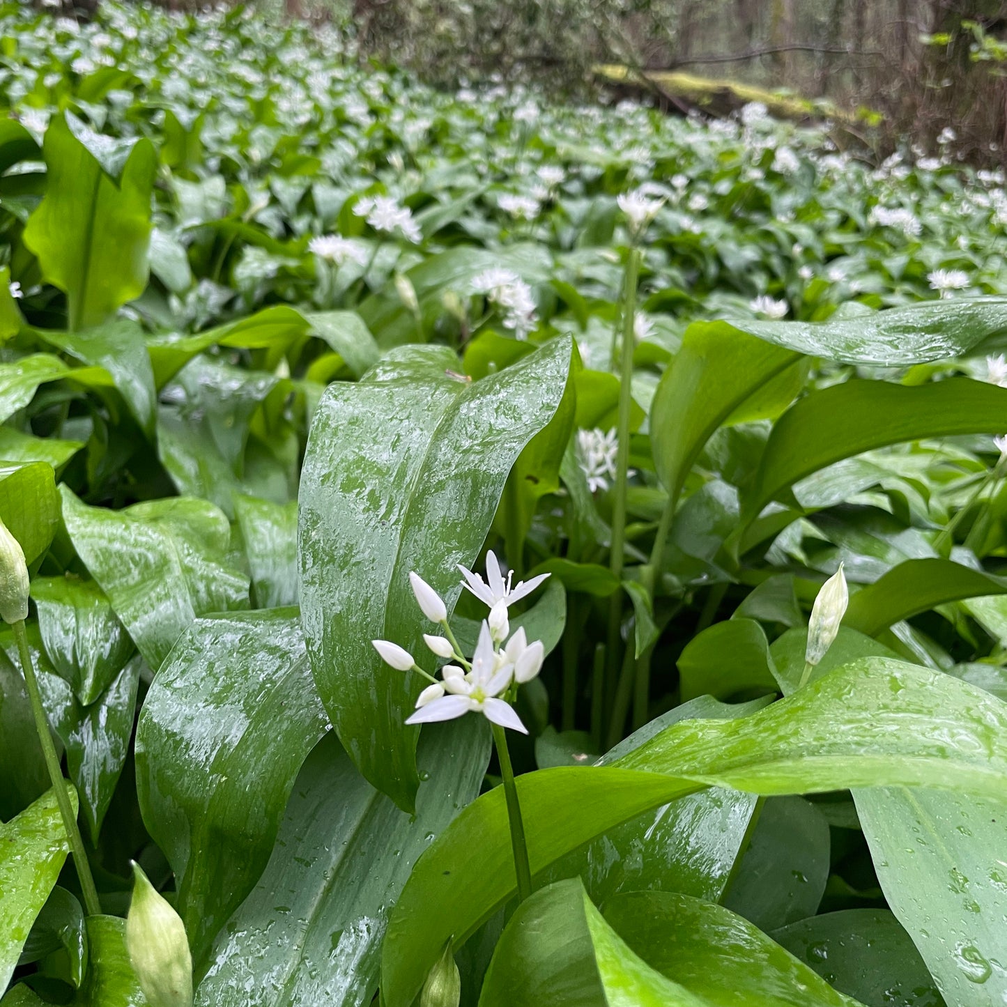 Wild Garlic *Limited Edition*